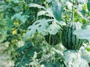 襄城县吃瓜网,揭秘当地美食文化，畅享舌尖上的盛宴